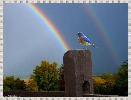 bluebird and rainbow